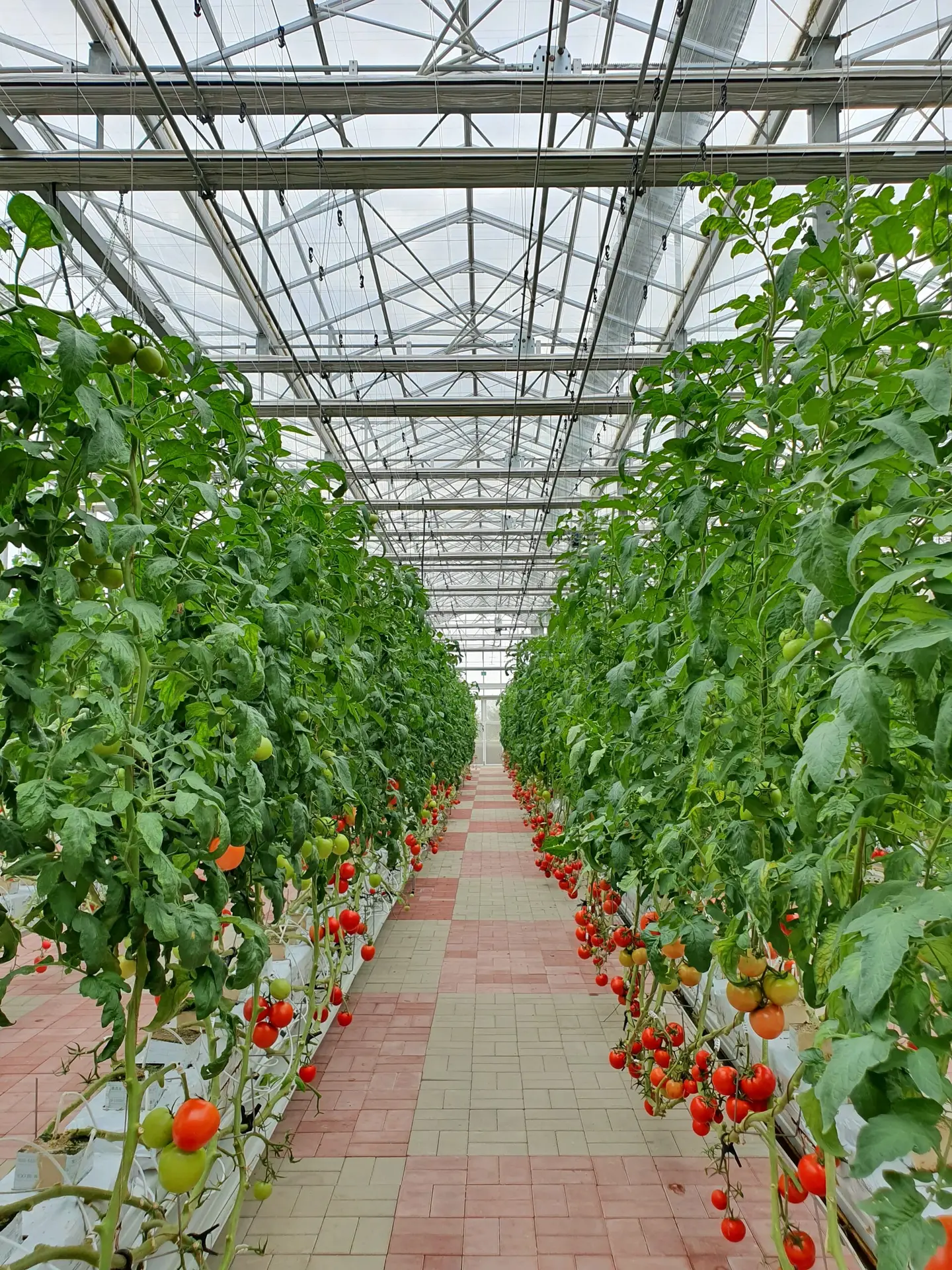 Vertical farming is sustainable agriculture for future food.