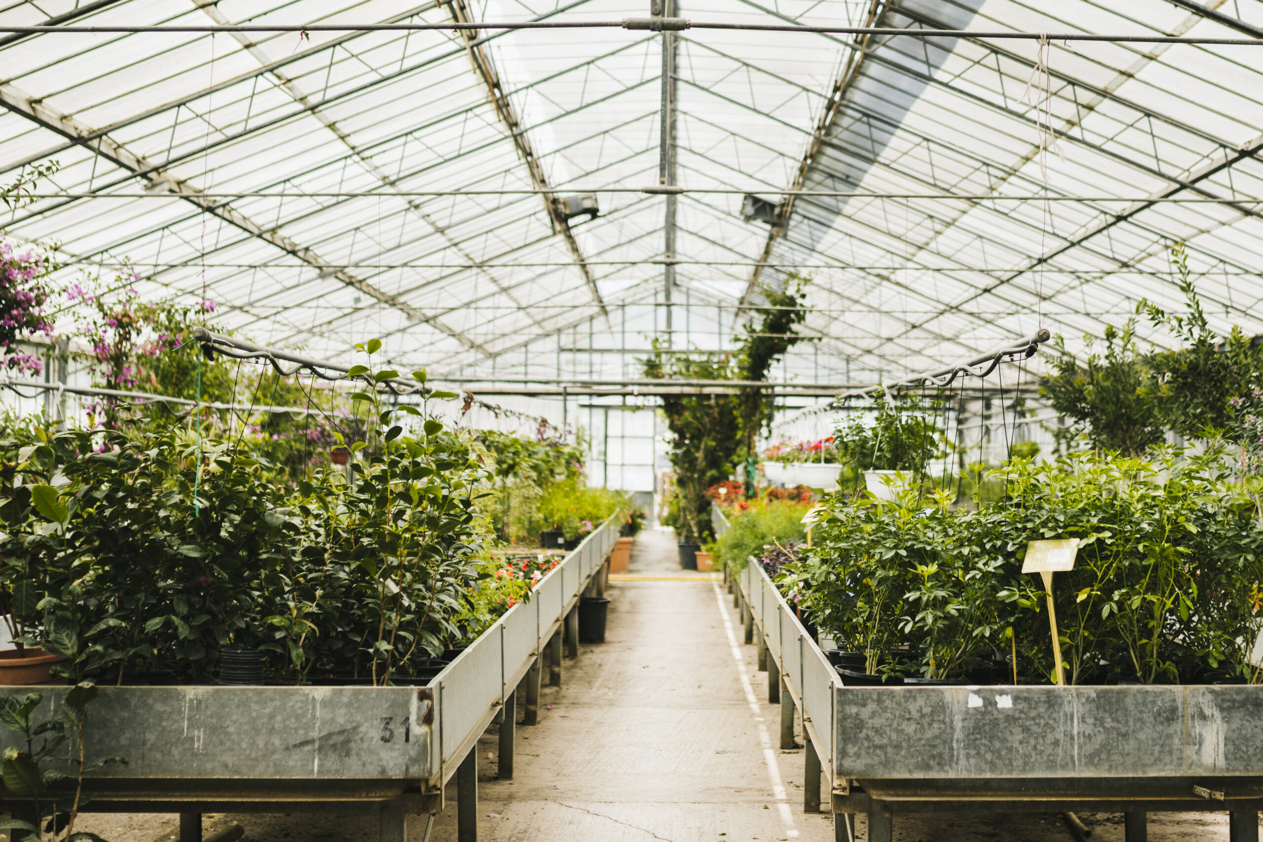 long-shot-inside-greenhouse